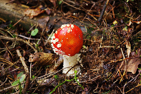 拖脚凳生物危险毒蝇季节毒蘑菇红色警告森林符号物质图片
