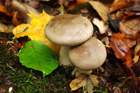 蘑菇和树叶图片