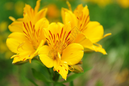 黄花水平绿色花坛黄色植物宏观花头前景色彩图片