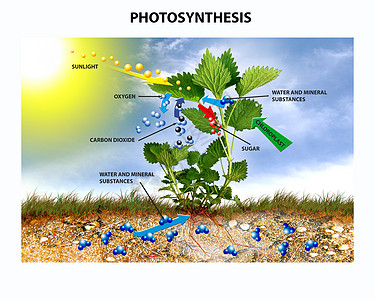 光合作用生物学植物学生态宏观生活照射边缘阳光叶子植物群图片