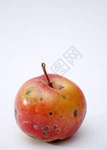 腐烂苹果红色水果白色食物棕色图片