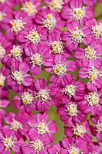 兆基油性质草本植物粉色野花蓍草背景花序西洋米箔植物图片