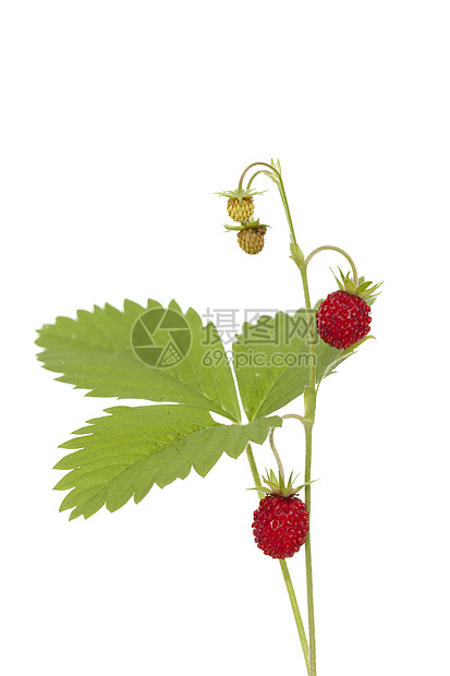 野草莓船体植物衬套宏观叶子红色食物水果绿色图片