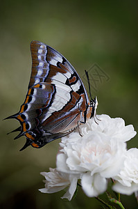 玫瑰花上的蝴蝶玫瑰昆虫翅膀动物图片