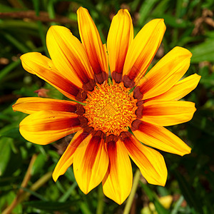 加沙地区植物群园艺菊科橙子圆形黄色花粉植物花瓣花园图片