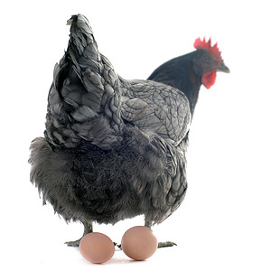 鸡和蛋宠物孵化乡村家禽小鸡母鸡工作室孵化器农场灰色图片