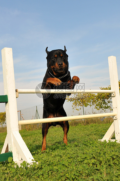 灵活地使用鼠鸟动物黑色宠物纳犬跳跃竞赛运动训练蓝色犬类图片