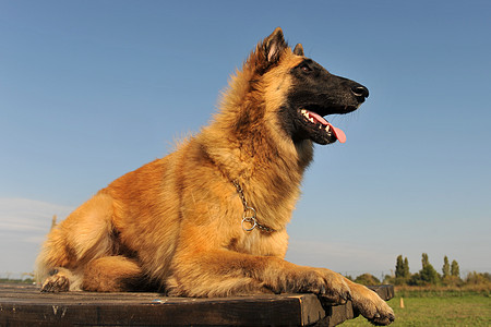 比利时牧羊人犬类棕色动物天空蓝色舌头毛皮宠物牧羊犬图片