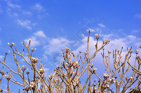 弗朗吉帕尼普卢梅利亚园艺植物香味情调美丽鸡蛋花蓝色天空岛屿花瓣图片