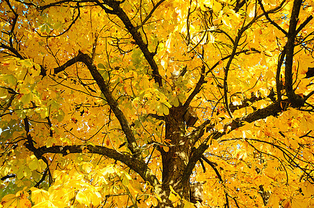 以上秋叶树枝图片