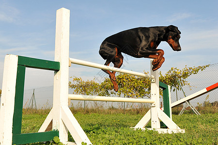 敏捷的多伯曼人训练竞赛犬类运动宠物跳跃蓝色天空动物黑色图片