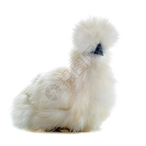 年轻的丝绸脚鸡动物农场棕色乡村白色工作室家禽公鸡宠物图片