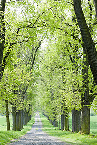 春季小巷植物群小路风景绿色外观植被植物胡同图片