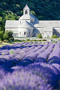 法国普罗旺斯 用熏衣草地建造的塞南克修道院历史教会建筑紫丁香紫色植物群植物旅行景点外观图片