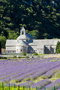 法国普罗旺斯 用熏衣草地建造的塞南克修道院世界建筑植被场地位置薰衣草建筑学景点历史植物图片