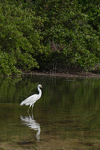 赫伦苍蝇池塘热带沼泽荒野植物群鸟类观鸟湿地栖息地图片