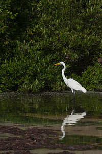 伟大的埃格雷特栖息地栖息白鹭沼泽热带鸟类羽毛动物观鸟池塘图片