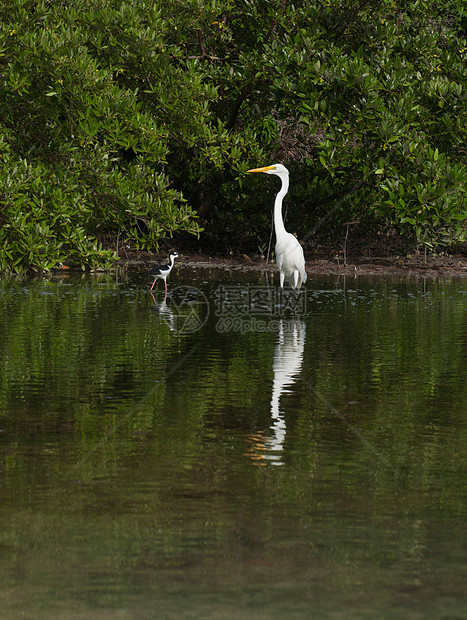 伟大的埃格雷特风景观鸟野生动物湿地动物群翅膀荒野栖息地沼泽滨鸟图片