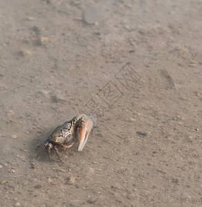螃蟹动物群动物贝类海岸甲壳生物栖息地沼泽池塘生活图片