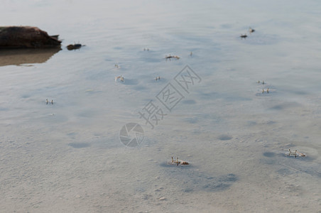 螃蟹洞栖息地海岸池塘荒野沼泽野生动物甲壳动物海鲜海洋图片