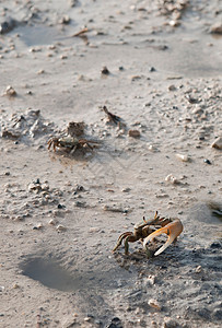 保护螃蟹洞沼泽池塘生活甲壳动物野生动物栖息地贝类海岸动物群图片