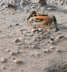 螃蟹动物野生动物贝类荒野海鲜栖息地池塘甲壳海岸生物图片
