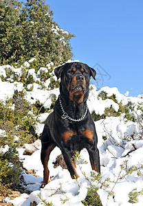 雪中之鼠犬类宠物衣领黑色蓝色天空动物纳犬白色警觉图片