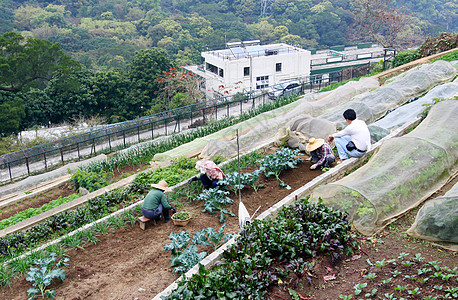 收割植物的男人农民收割作物背景