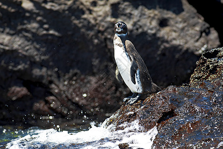 加拉帕戈斯企鹅蹼状翅膀荒野好奇心岛屿公园观鸟国家野生动物羽毛图片