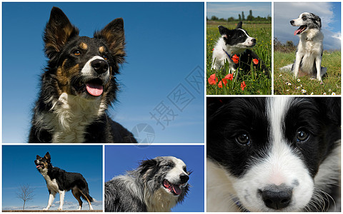 边边框collie动物牧羊犬犬类小狗天空蓝色图片三色牧羊人图片