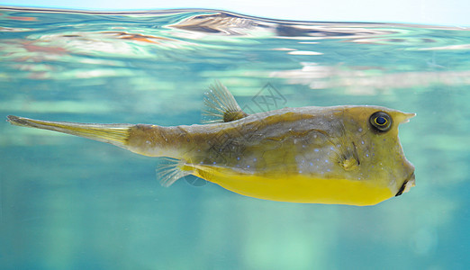 长角牛鱼热带鱼黄色动物热带游泳蓝色海牛水族馆图片