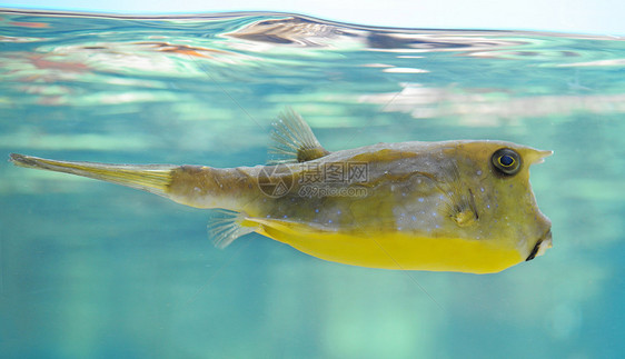长角牛鱼热带鱼黄色动物热带游泳蓝色海牛水族馆图片