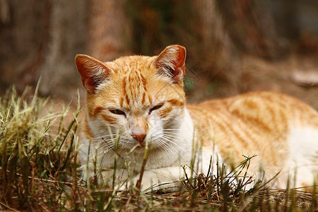 困睡猫动物手表数字宠物虎斑眼睛哺乳动物乐趣图片