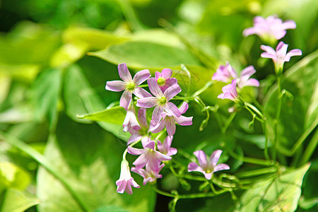 青草中的紫花昆虫花园植物花瓣生长蓝色紫色植物群季节国家图片