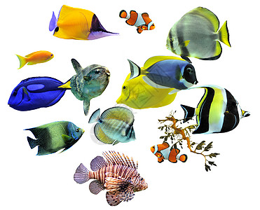 鱼群种类平台两栖宏观海马色彩神仙鱼热带鱼动物翼龙鱼缸图片