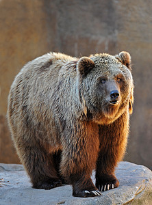 灰熊肖像警觉捕食者野生动物棕色荒野阳光眼睛动物图片