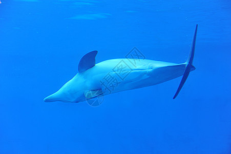 海豚鲸类蓝色海上生活水族馆游泳尾鳍尾巴动物图片