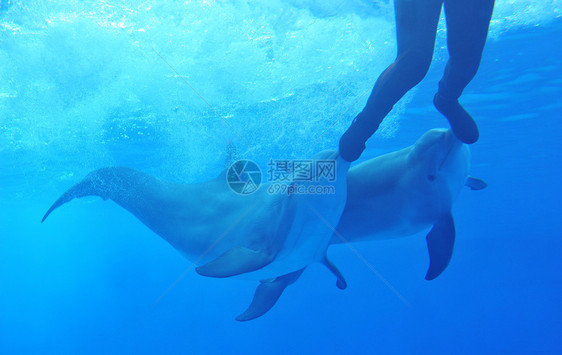 海豚与人玩活动生活水族馆闲暇蓝色尾鳍尾巴马戏团微笑玻璃图片