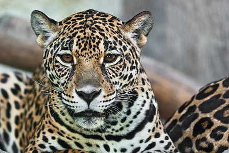 野生豹女性眼睛猫科捕食者公园皮肤力量动物毛皮斑点图片