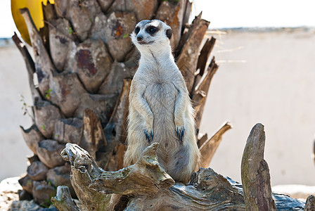 迈尔卡特鼻子生态猫鼬沙漠动物园地球野生动物家庭荒野哺乳动物图片