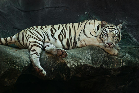 来自泰国的野生女性白虎愤怒老虎哺乳动物条纹丛林食肉打猎猫科荒野橙子图片