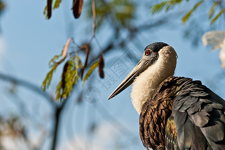 大型马拉布头发黑色羽毛翅膀荒野动物动物园野生动物图片