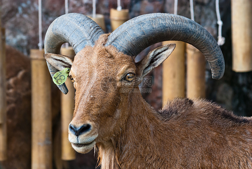 野羊旅行动物园巴巴哺乳动物反刍动物石头手表盘羊山羊阳光图片