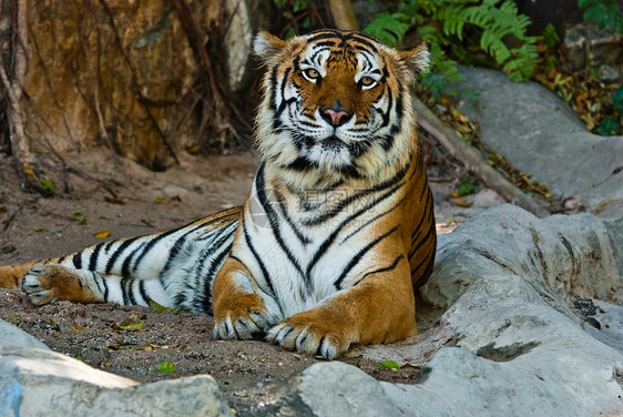 来自泰国的野虎女性生活食肉丛林猎人动物豹属野猫橙子侵略野生动物图片