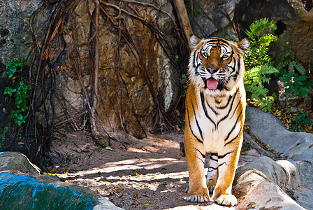 来自泰国的野虎女性眼睛老虎丛林打猎条纹野猫动物园危险猫科猎人图片