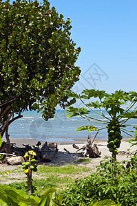 厄瓜多尔海湾中废弃的海滩假期花朵旅行植物生态旅游植被海岸吊床沙漠旅游图片