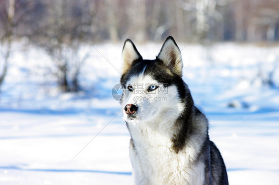 冬日后院中楚奇哈斯基养狗的近身肖像图片