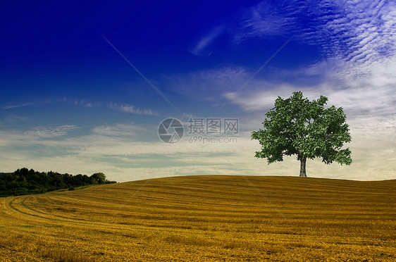 在田野中的树上场景草地乡村季节绿色孤独风景天空国家植物图片