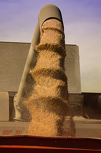 结合收割机和玉米的麦子图片