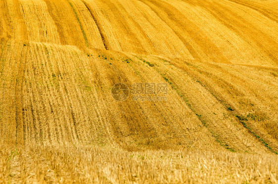 小麦田中的山丘图片